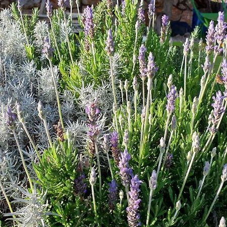 Mary'S Garden Βίλα Tulisevica Εξωτερικό φωτογραφία