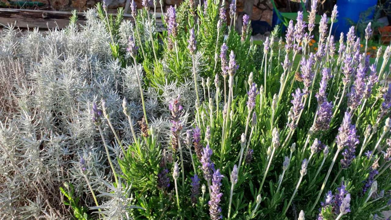 Mary'S Garden Βίλα Tulisevica Εξωτερικό φωτογραφία