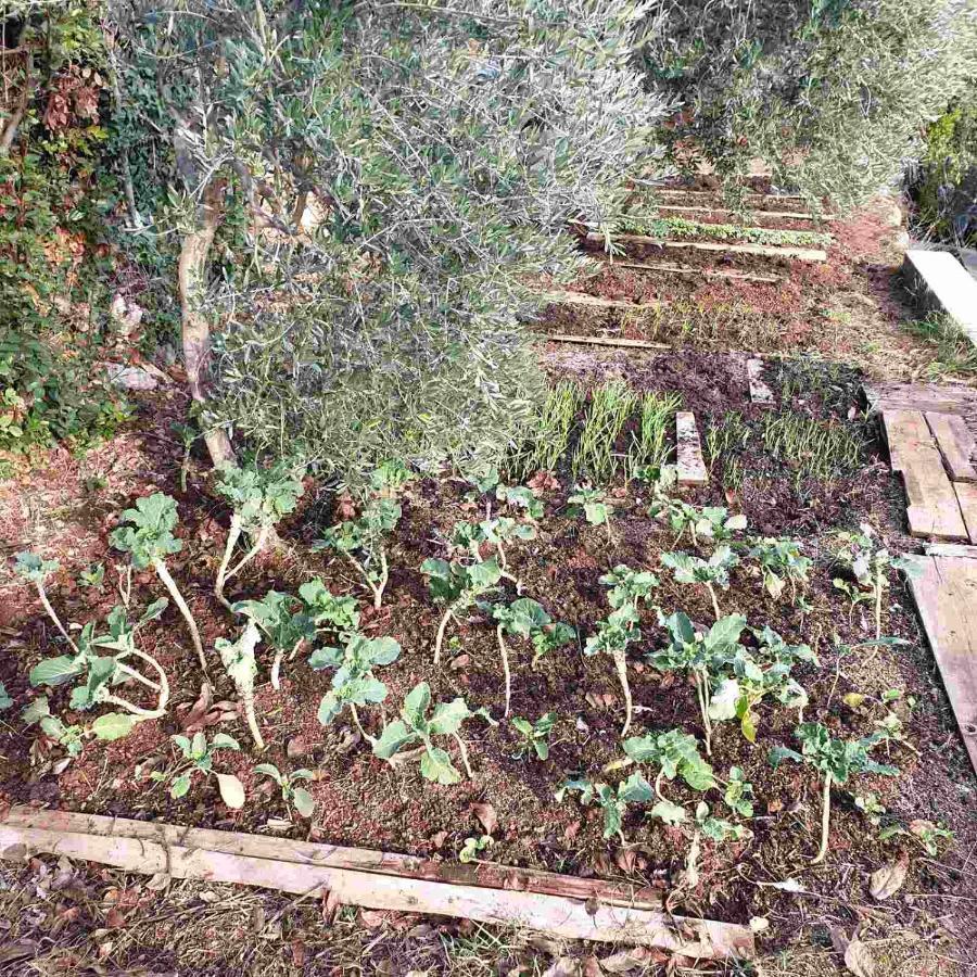 Mary'S Garden Βίλα Tulisevica Εξωτερικό φωτογραφία