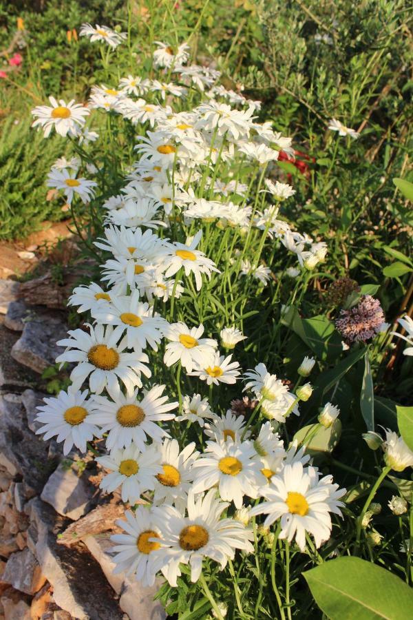 Mary'S Garden Βίλα Tulisevica Εξωτερικό φωτογραφία