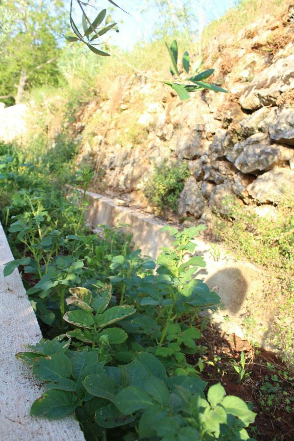 Mary'S Garden Βίλα Tulisevica Εξωτερικό φωτογραφία